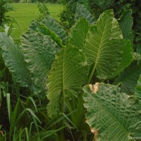 Alocasia macrorrhizos (L.) G.Don